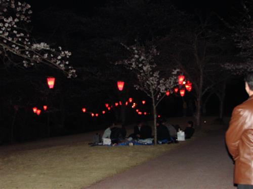 Hanami in Niimi 2007 